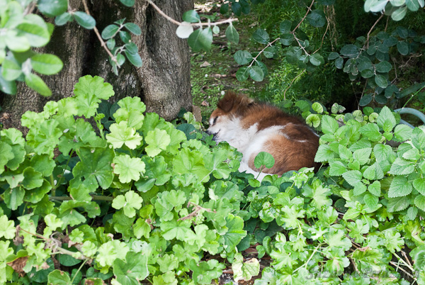 Dog at Villa Maresca 