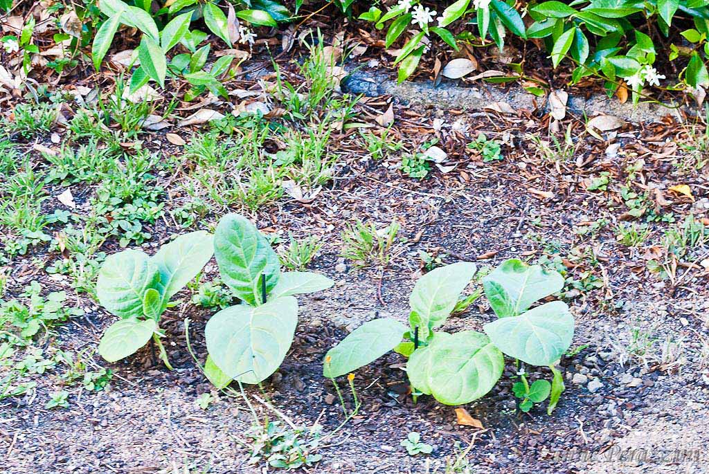 Tobacco Plants