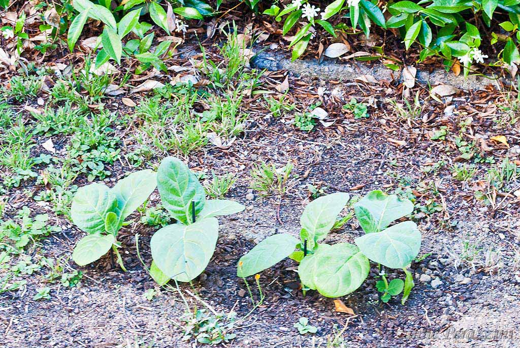 Tobacco Plants 