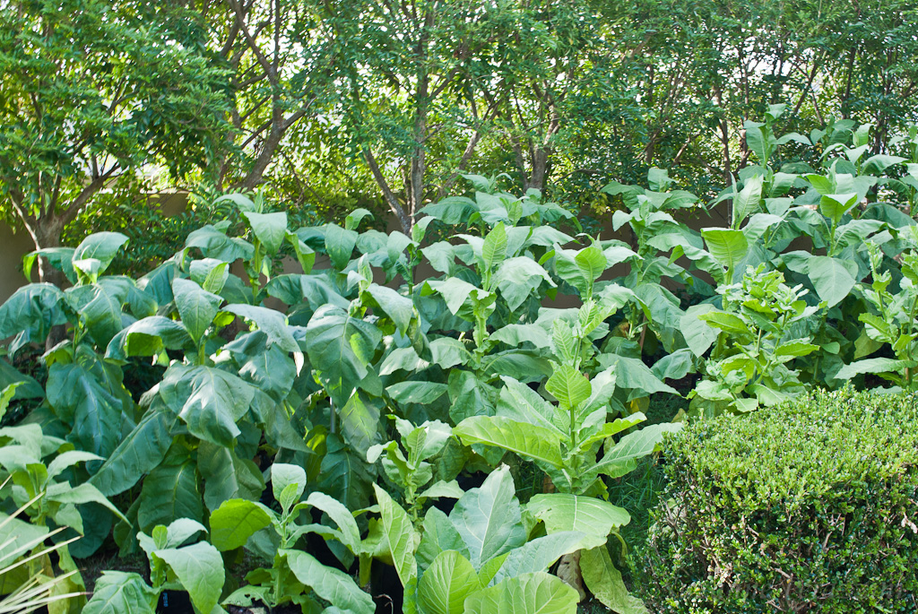 Tobacco plants