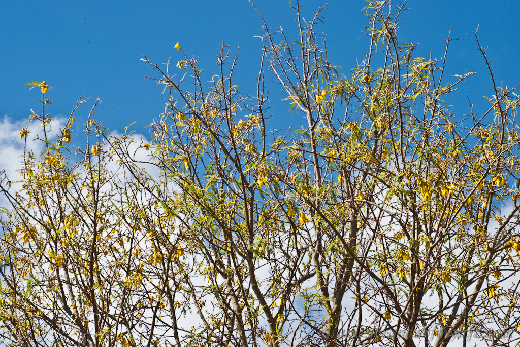 Yellow kowhai  in our garden