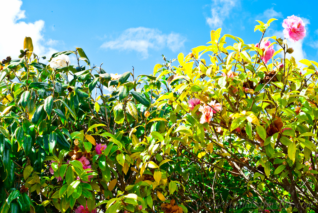 Pink camelias in our garden