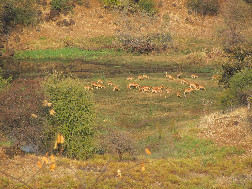 Impala at Zambezi Lodge for sale