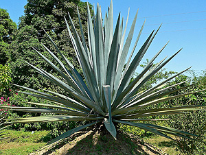 Agave syrup, which must not be used on a low FODMAP diet