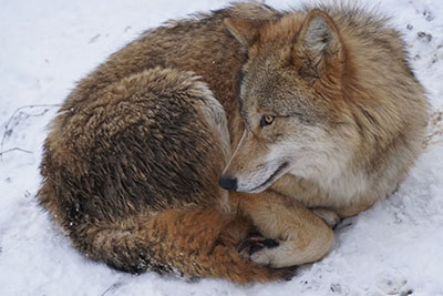wolf-400