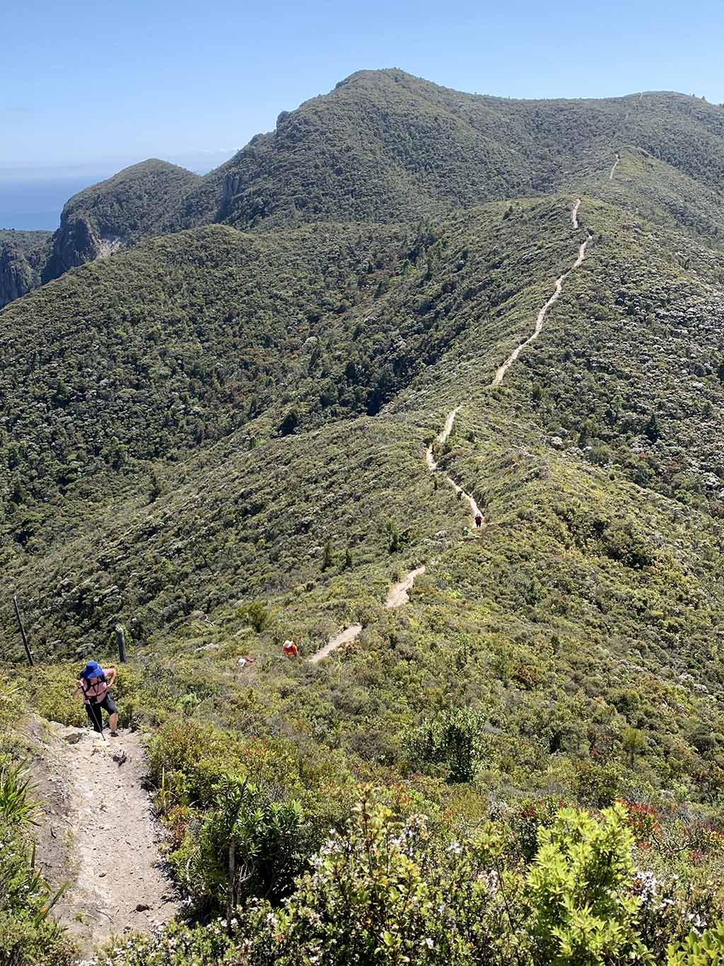 Climbing Mt Hobson on Great Barrier Island